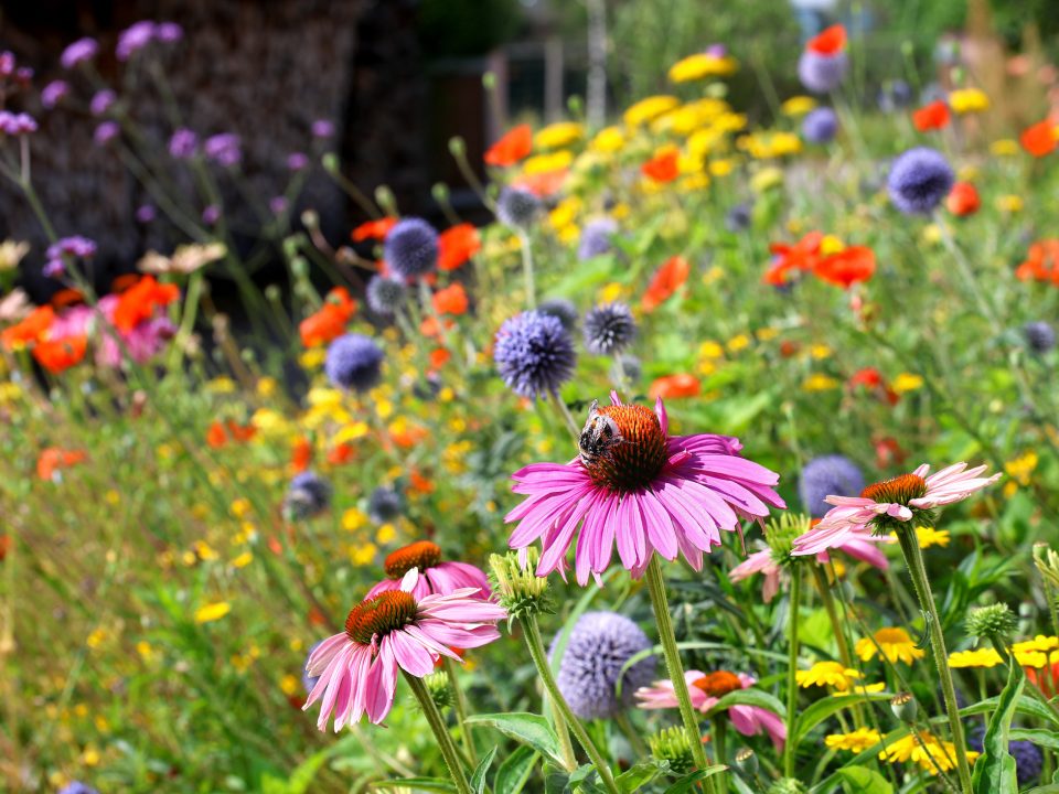 generic-flowers-summer.jpg